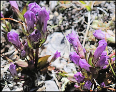 Gentianella propinqua