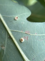 Neuroterus umbilicatus