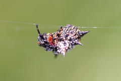 Isoxya cicatricosa