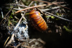 Glomeris pulchra
