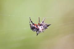 Isoxya cicatricosa