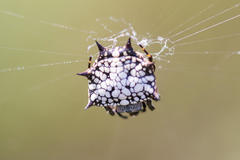 Isoxya cicatricosa