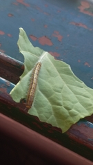 Ascia monuste orseis