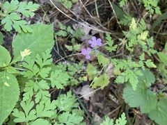 Geranium robertianum