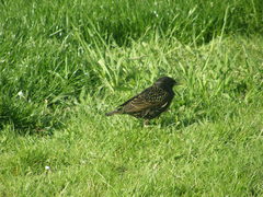 Sturnus vulgaris