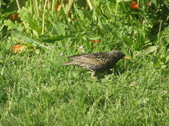 Sturnus vulgaris