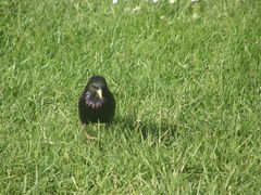 Sturnus vulgaris