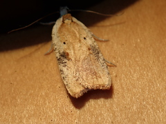 Agonopterix nervosa