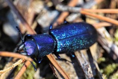 Temnoscheila caerulea