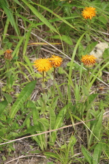 Hypochaeris ciliata