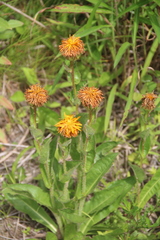 Hypochaeris ciliata