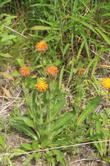Hypochaeris ciliata