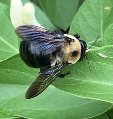 Xylocopa virginica virginica