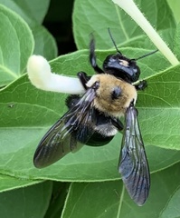 Xylocopa virginica virginica