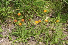 Hypochaeris ciliata