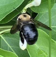 Xylocopa virginica virginica