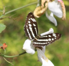 Athyma opalina opalina