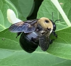 Xylocopa virginica virginica