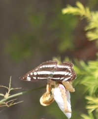 Athyma opalina opalina