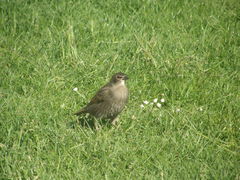 Sturnus vulgaris