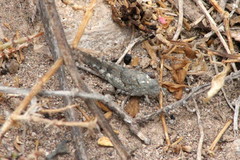 Sphingonotus picteti
