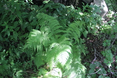 Athyrium sinense