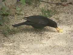Turdus merula