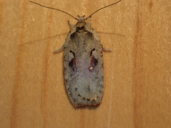 Agonopterix ocellana