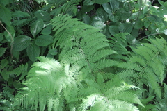 Athyrium sinense