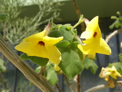 Uncarina grandidieri