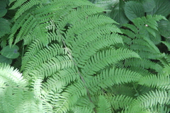 Athyrium sinense