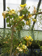 Uncarina grandidieri