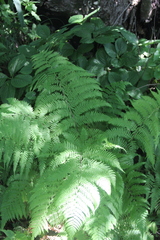 Athyrium sinense