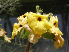 Uncarina grandidieri