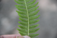Athyrium sinense