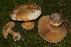 Cortinarius scaurotraganoides