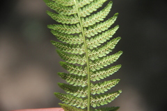 Athyrium sinense