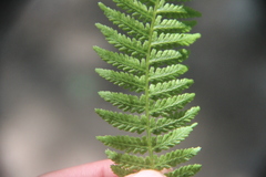 Athyrium sinense