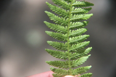 Athyrium sinense