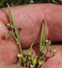 Centella macrocarpa