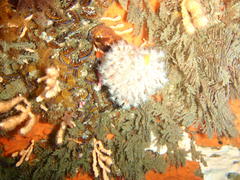 Alcyonium variabile