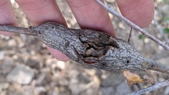Dryocosmus asymmetricus
