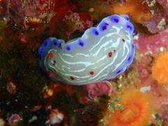 Hypselodoris capensis