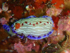 Hypselodoris capensis