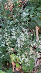 Eupatorium altissimum