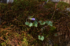 Viola palmata
