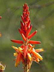Aloe cryptopoda