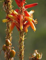 Aloe cryptopoda