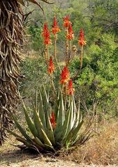 Aloe cryptopoda