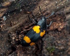 Episcapha quadrimacula